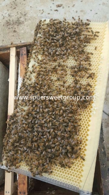 China Supplier Flow hive automatic flow honey,honey bee hive