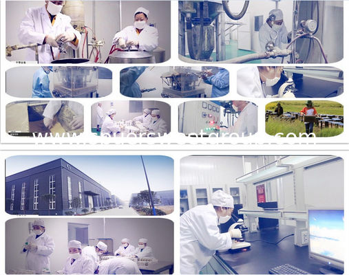 New Harvest Natural Fresh Rape Bee Pollen Granules Bulk Wholesale Organic Mountain Flower Source High Quality Rape Bee Pollen