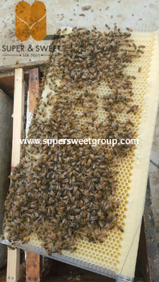 New Automatic Honey Outflow Beehive With Frames,Langstroth Beehive,Plastic Beehive Frame