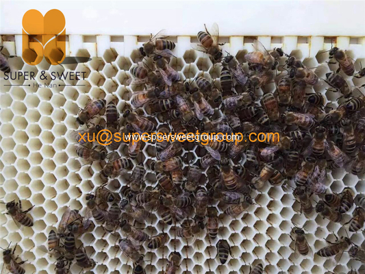 Flowing Honey Hive Frames (7pieces) Plastic Out Flow Bee Hive Frames with Bee Box