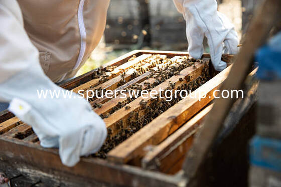 Premium Quality 100 Pure Natural Raw Honeycomb Fresh Comb Honey Bulk Bag 2kg Beehive with Whole Frame Edible Sweet Honey