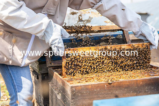 Premium Quality 100 Pure Natural Raw Honeycomb Fresh Comb Honey Bulk Bag 2kg Beehive with Whole Frame Edible Sweet Honey