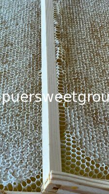 Premium 100% Natural Raw Wild Honeycomb Beehive Honey Pure Unfiltered Fresh Direct From Beekeepers with Whole Frame 2kg